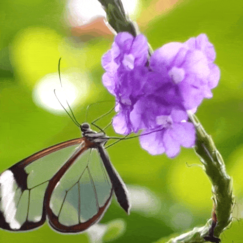 glasswing-butterfly gif