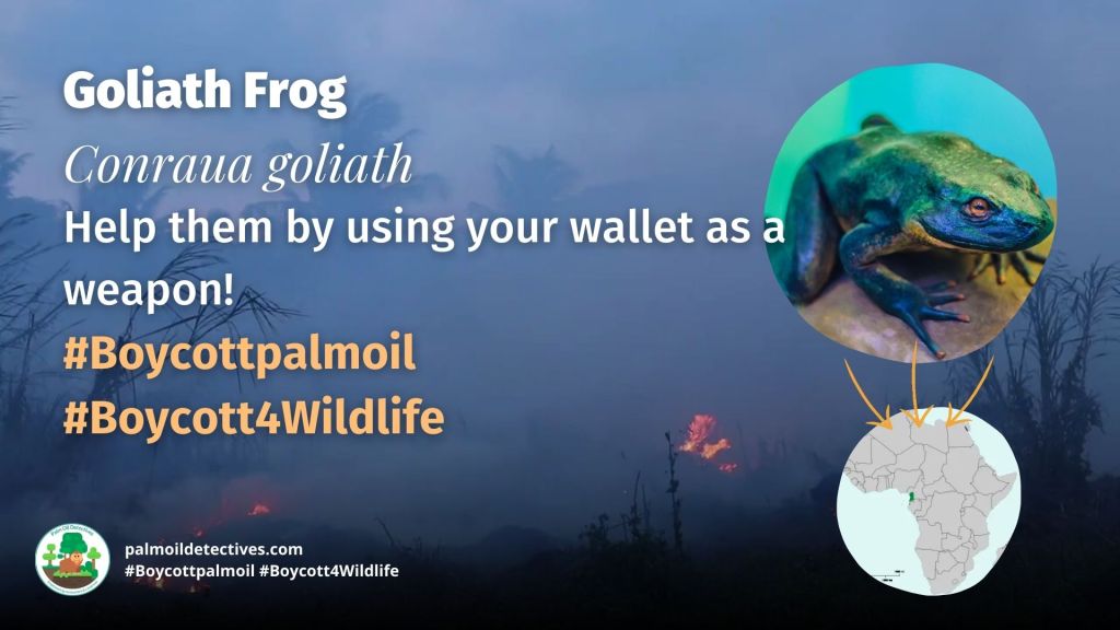 Goliath Frog Conraua goliath