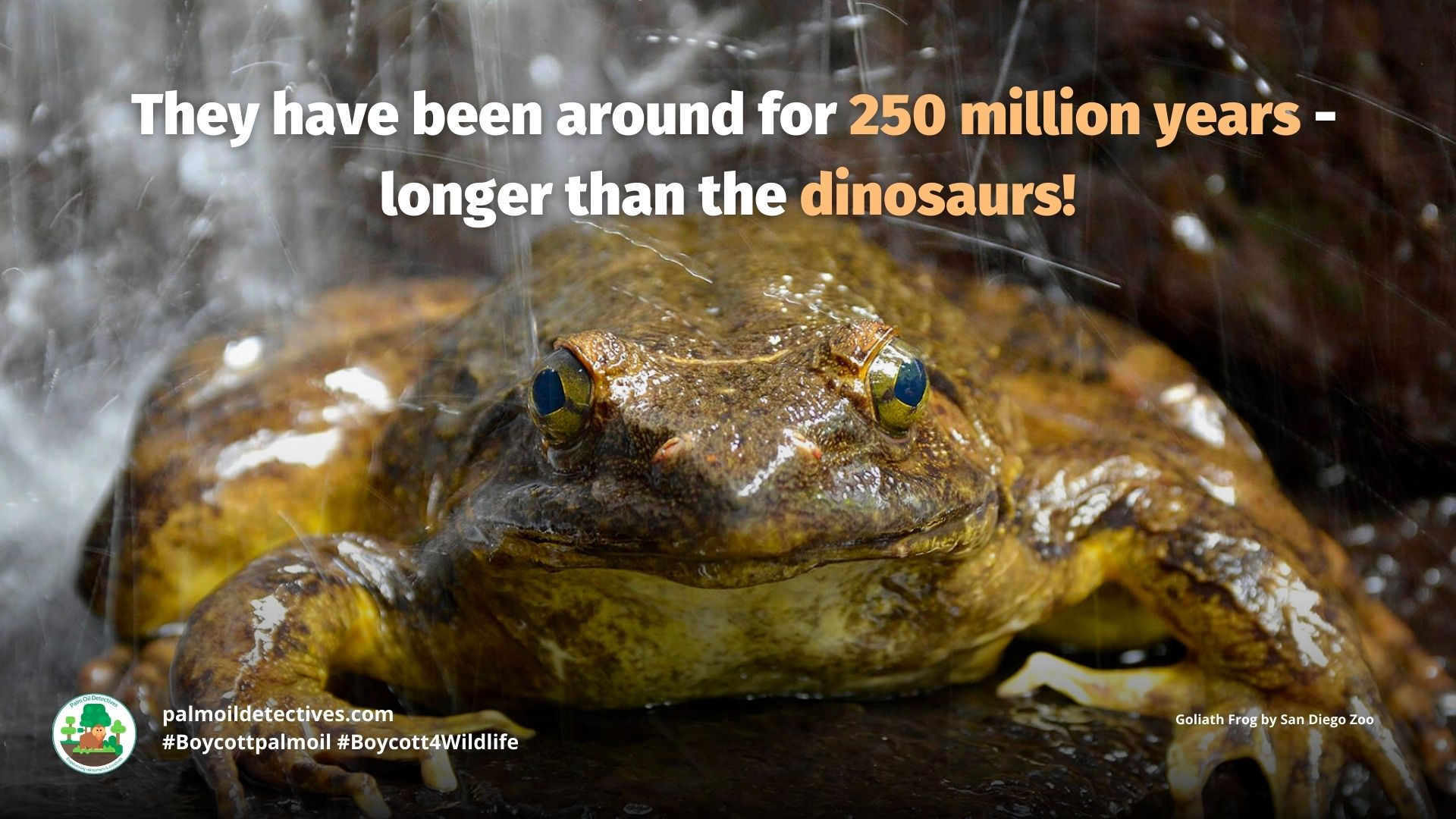 Goliath Frog Conraua goliath