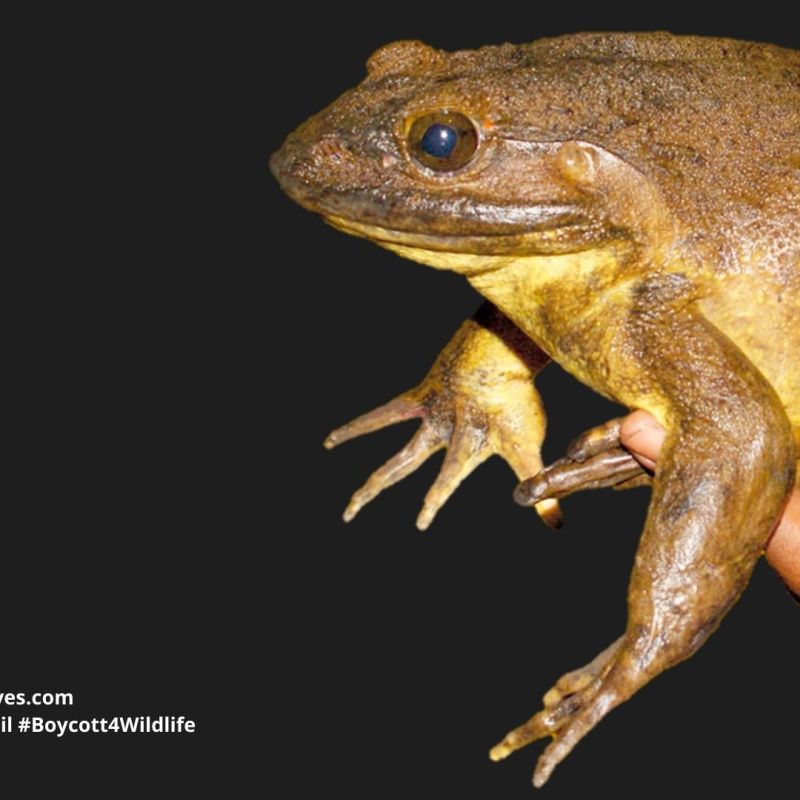 Goliath Frog Conraua&nbsp;goliath