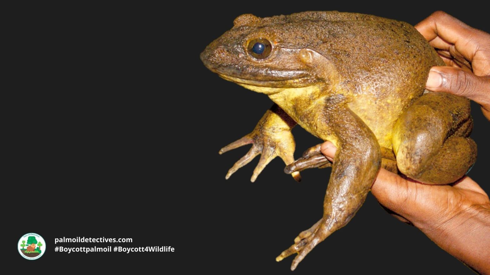 Goliath Frog Conraua goliath