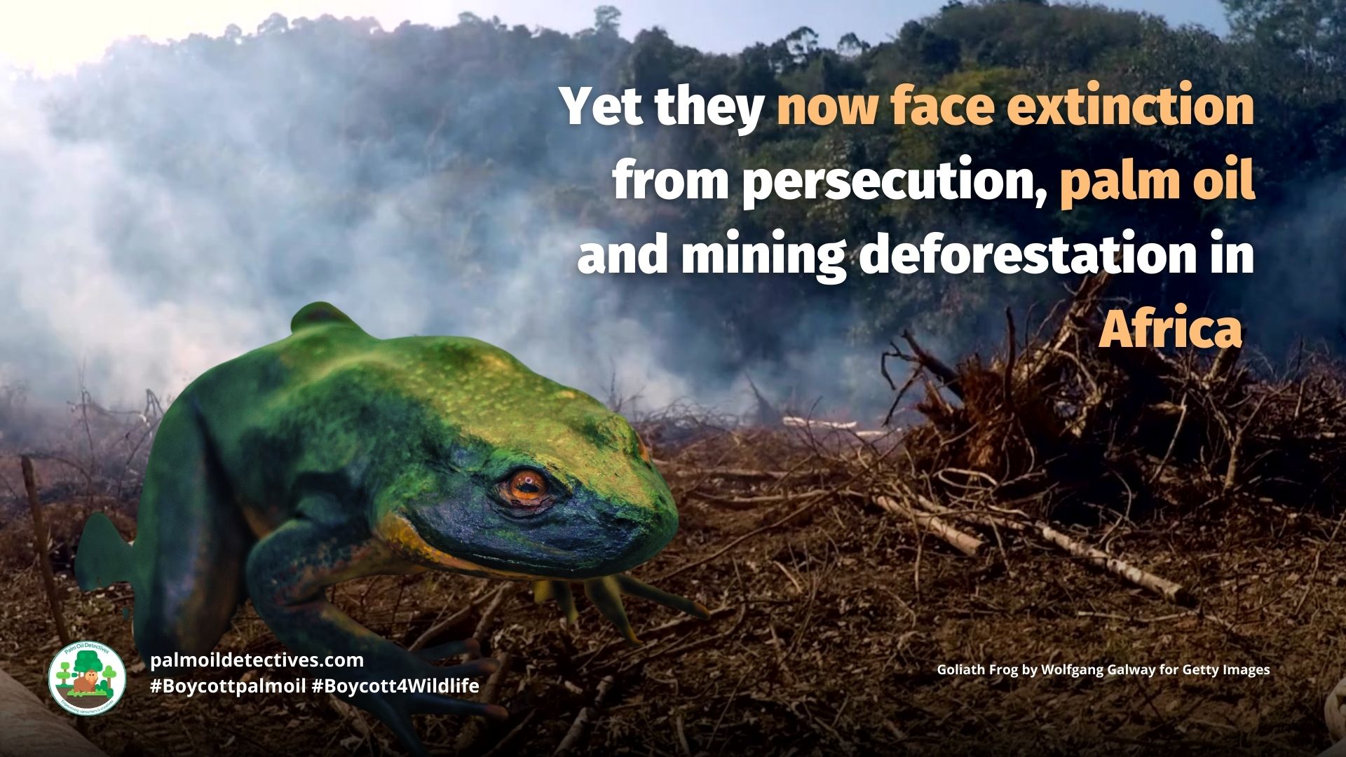 Goliath Frog Conraua goliath