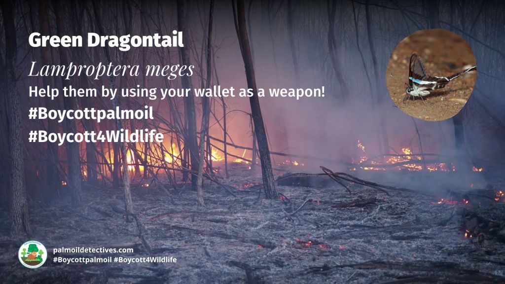Green Dragontail Lamproptera meges