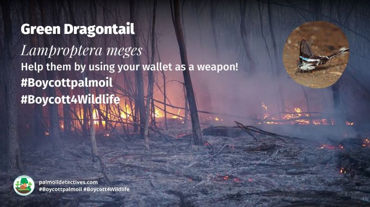 Green Dragontail Lamproptera meges