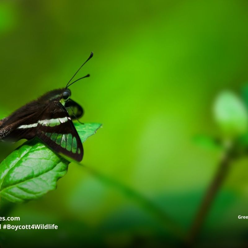 Green Dragontail Lamproptera&nbsp;meges