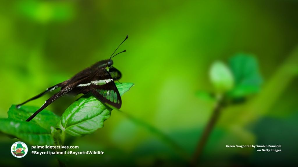 Green Dragontail Lamproptera meges