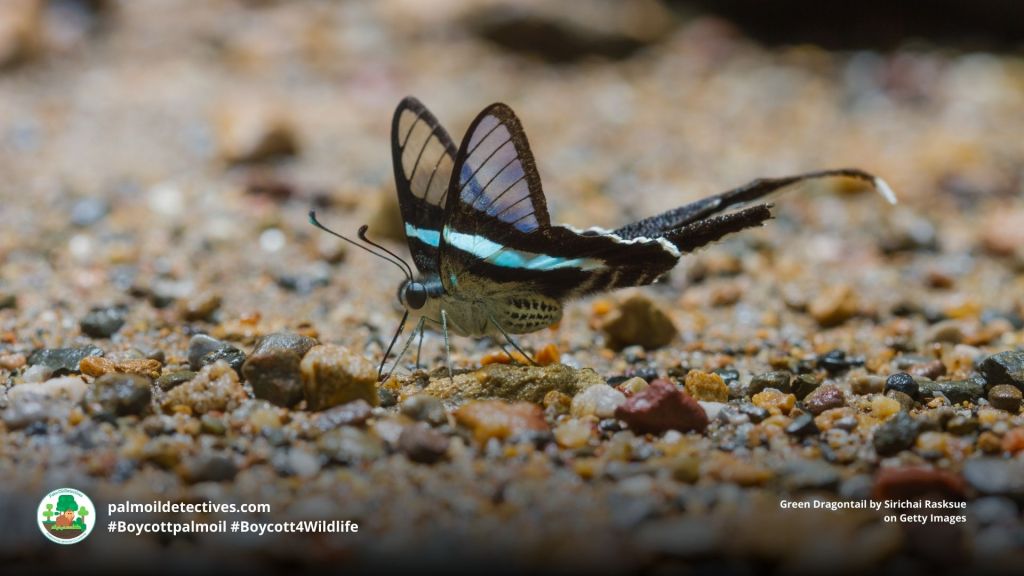 Green Dragontail Lamproptera meges