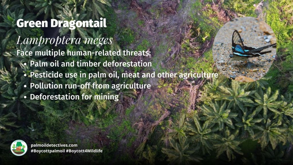 Green Dragontail Lamproptera meges