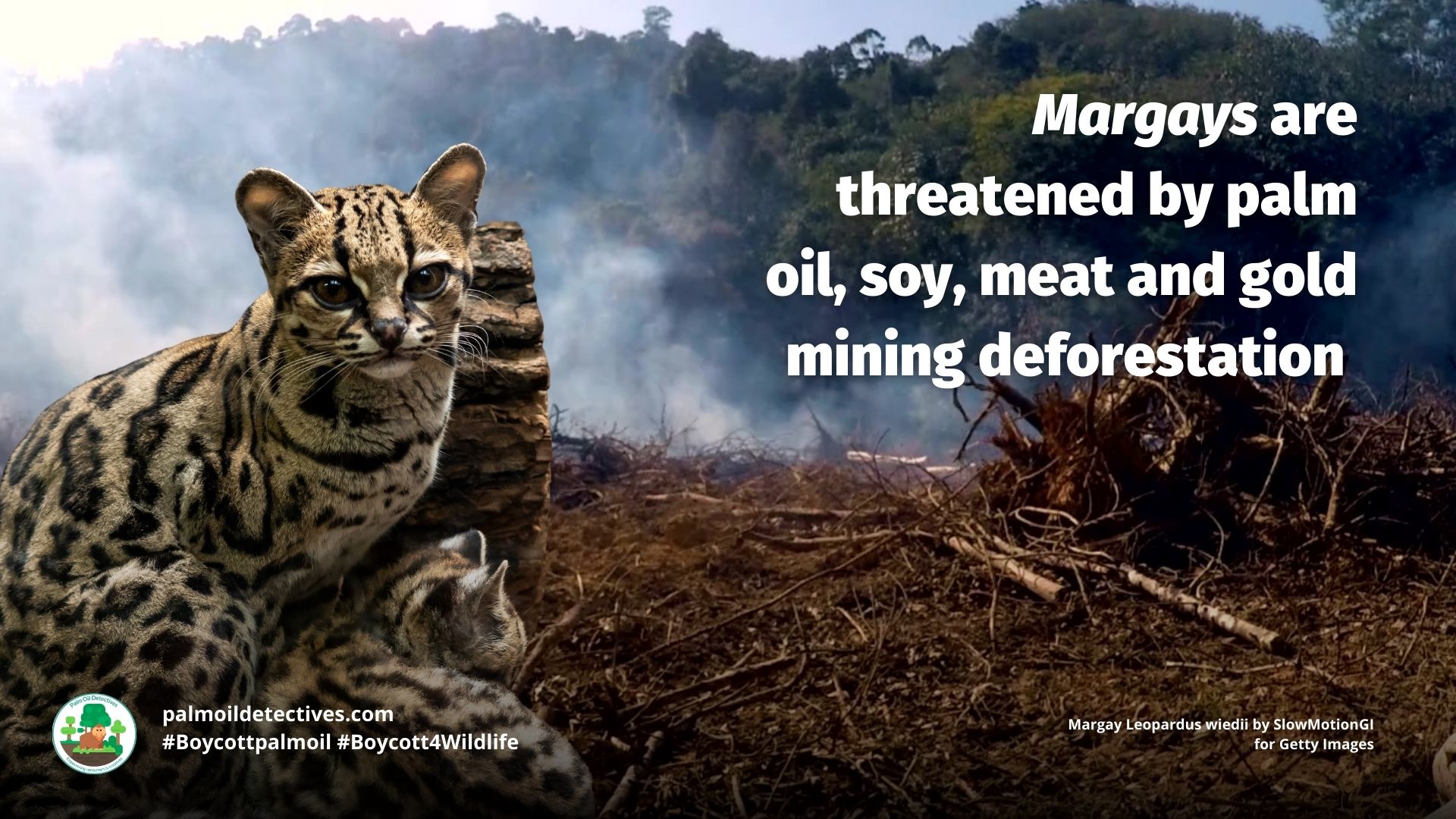 Margay Leopardus wiedii