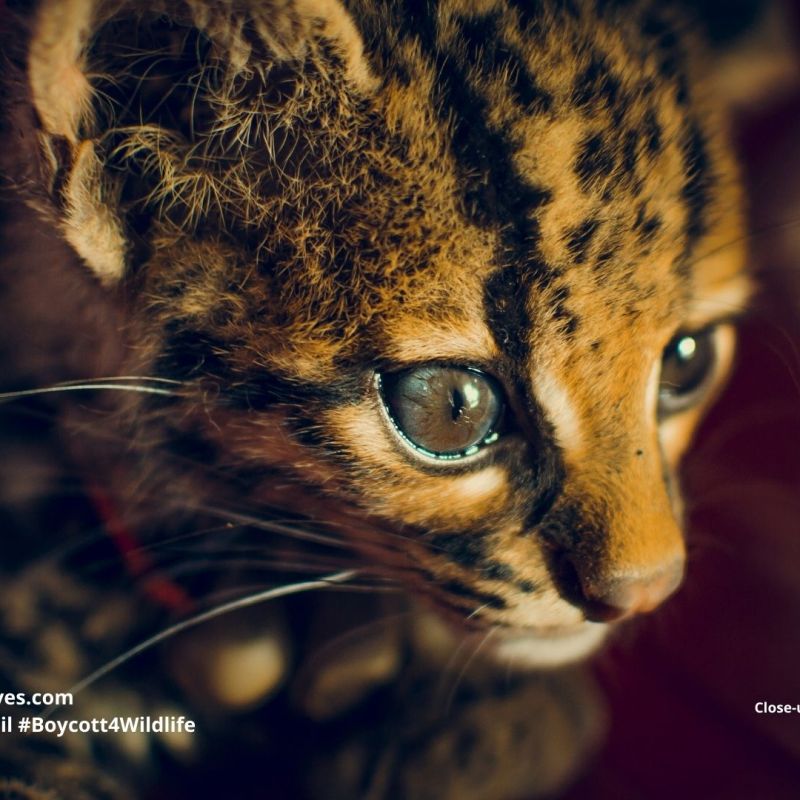 Margay Leopardus wiedii