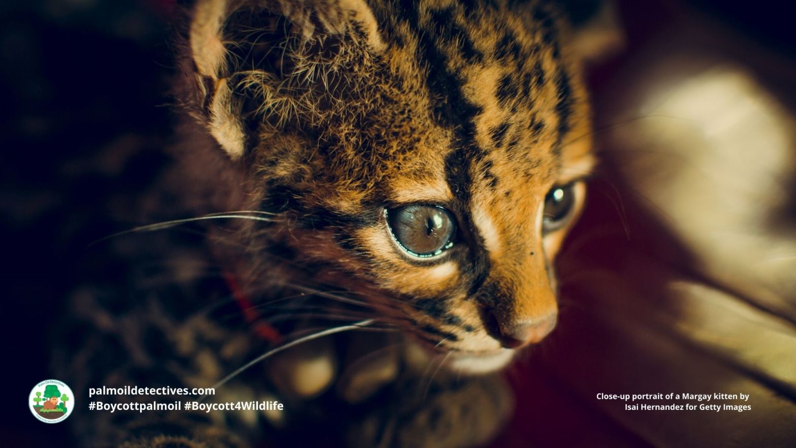 Margay Leopardus wiedii