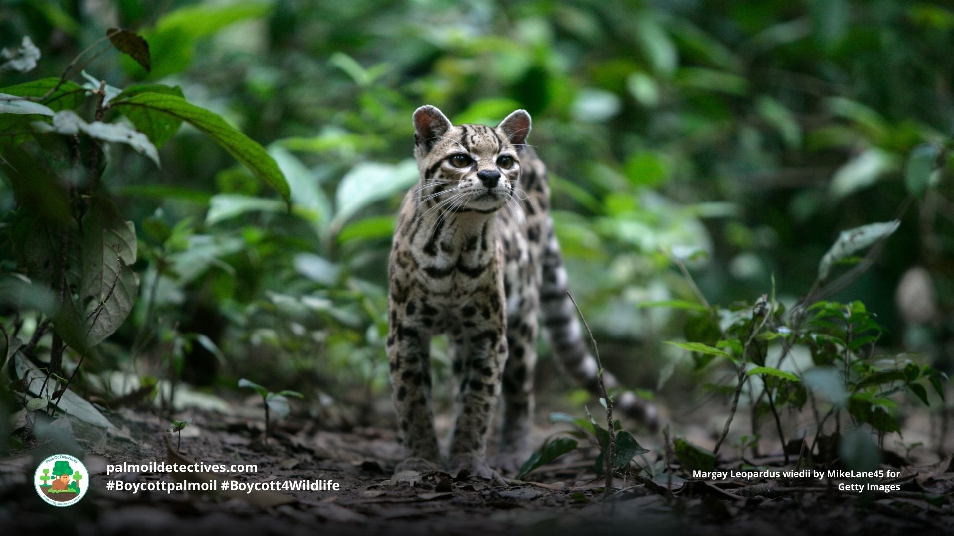 Margay Leopardus wiedii
