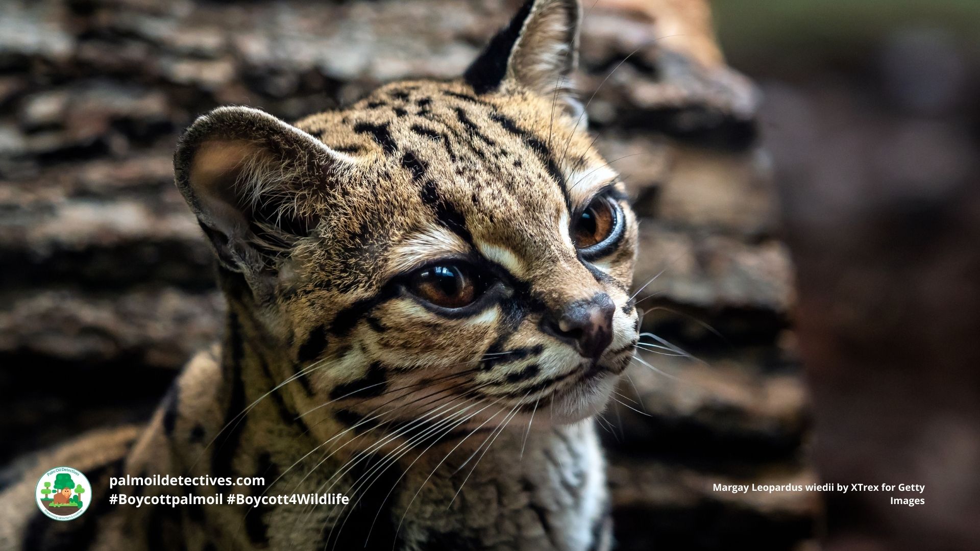 Margay Leopardus wiedii