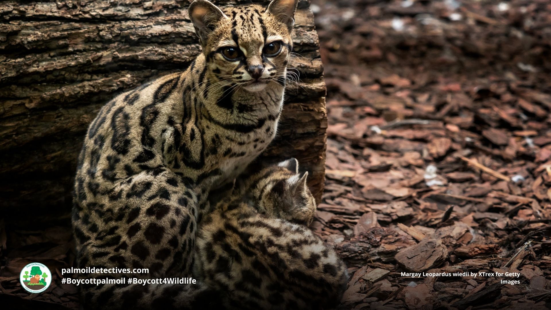 Margay Leopardus wiedii