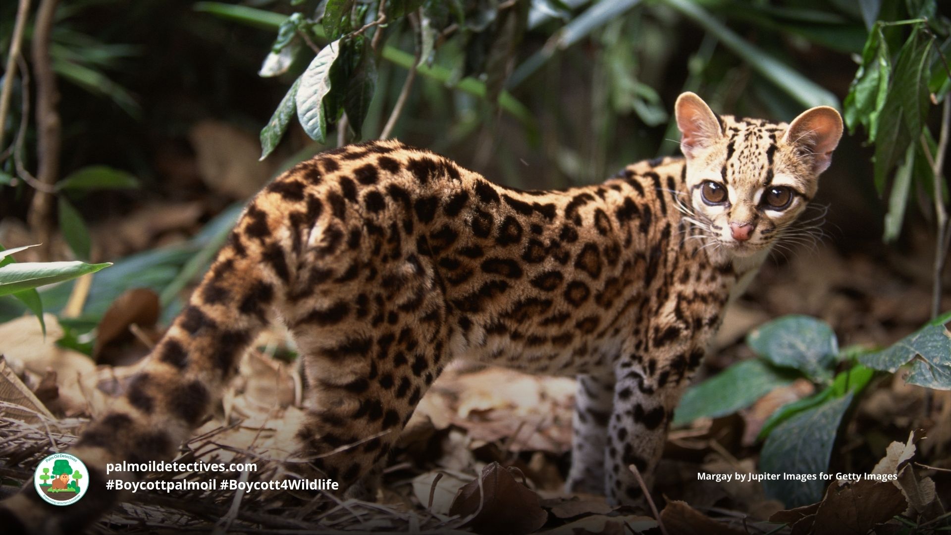 Margay Leopardus wiedii