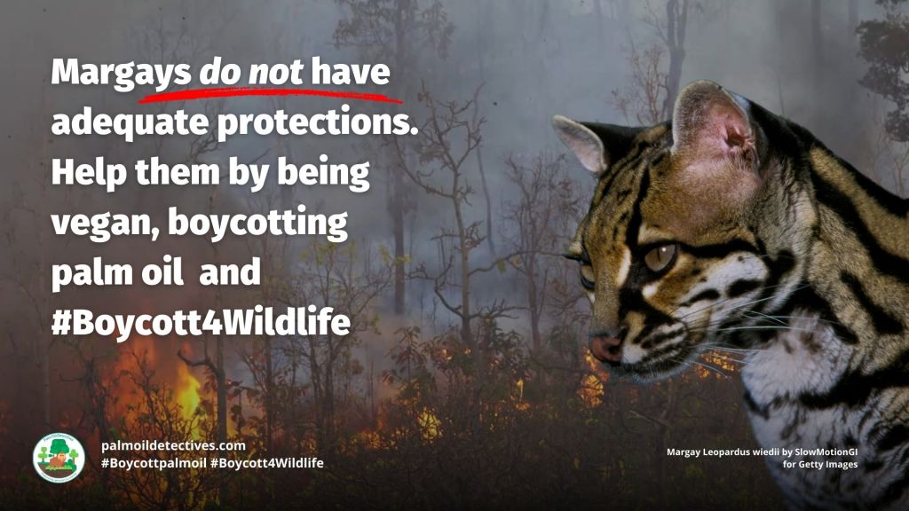 Margay Leopardus wiedii