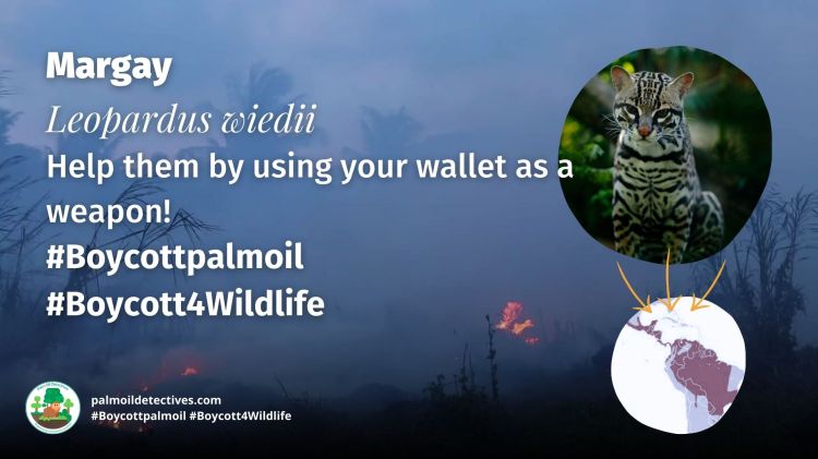 Margay Leopardus wiedii - help them and #Boycottpalmoil #Boycott4Wildlife