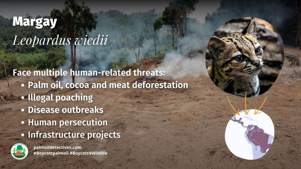 Margay Leopardus wiedii - help them and #Boycottpalmoil #Boycott4Wildlife