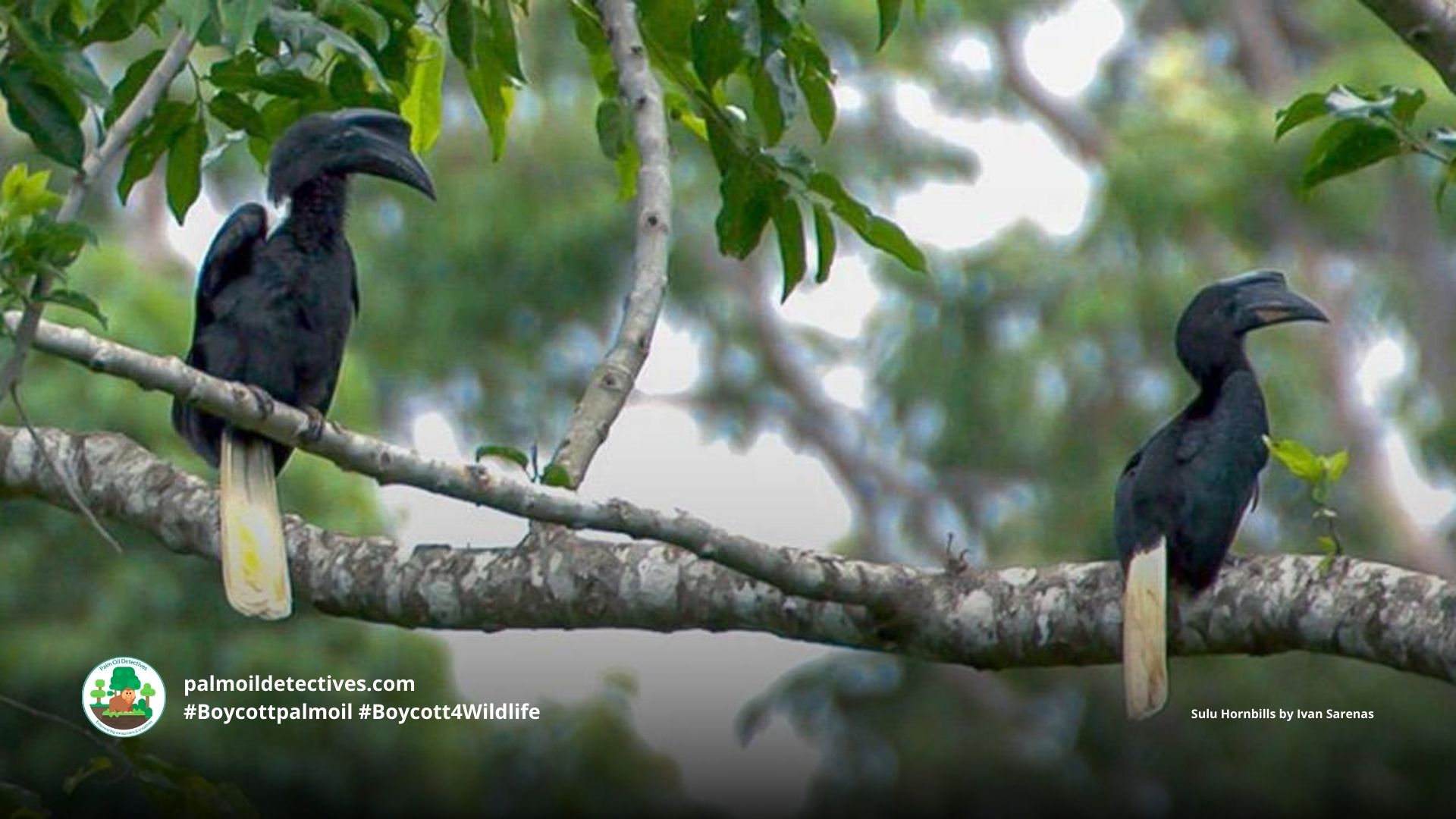 Sulu Hornbill Anthracoceros montani