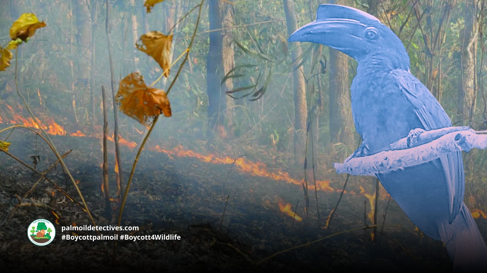 Sulu Hornbill Anthracoceros montani