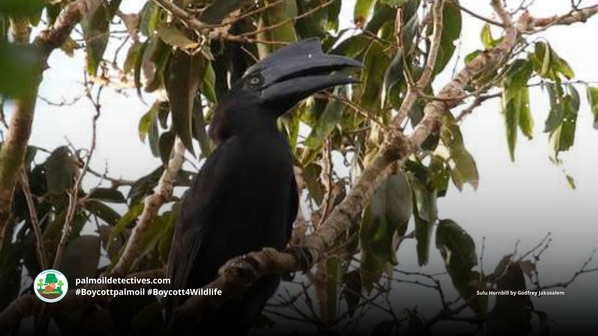 Sulu Hornbill Anthracoceros montani