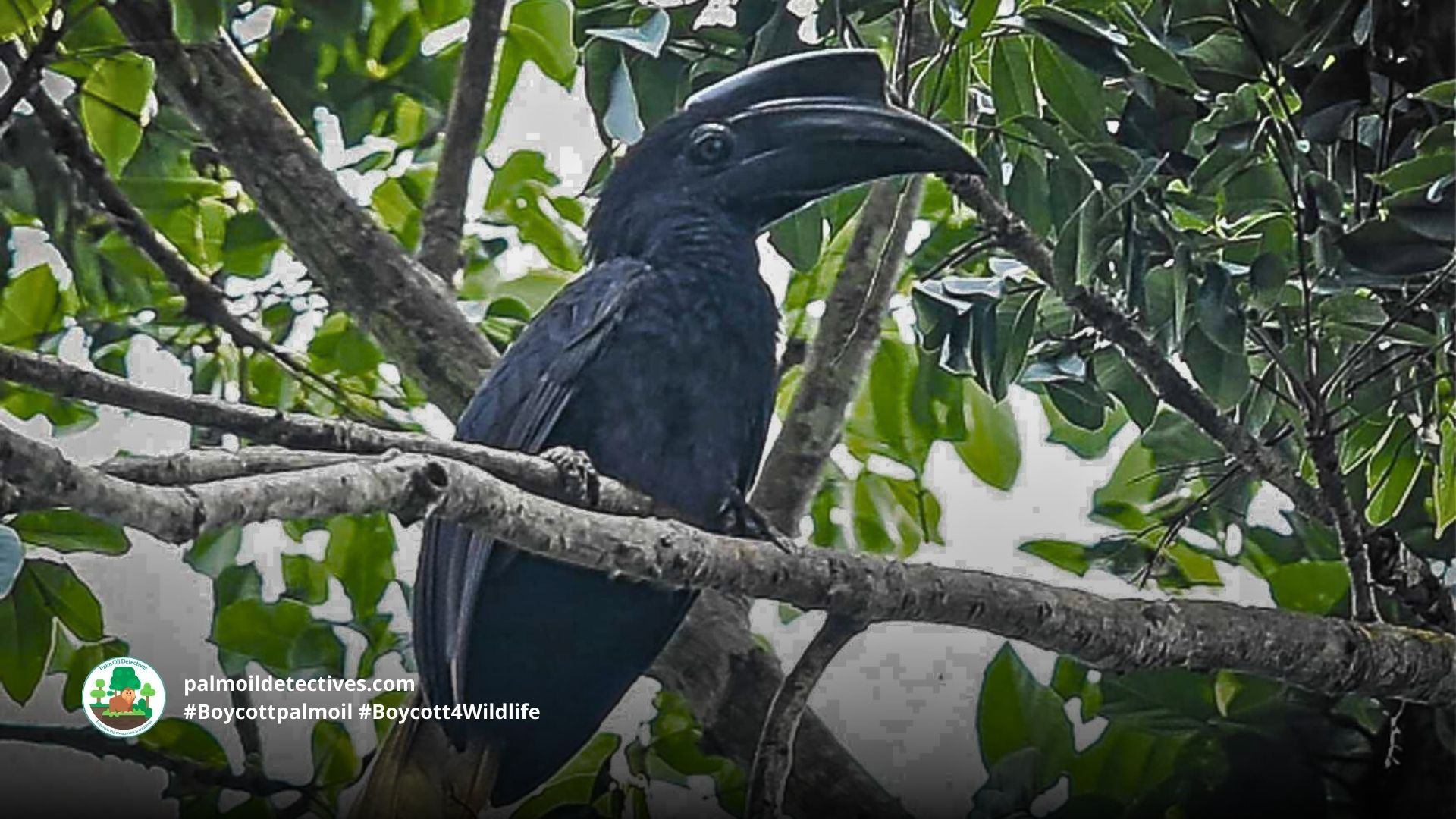 Sulu Hornbill Anthracoceros montani