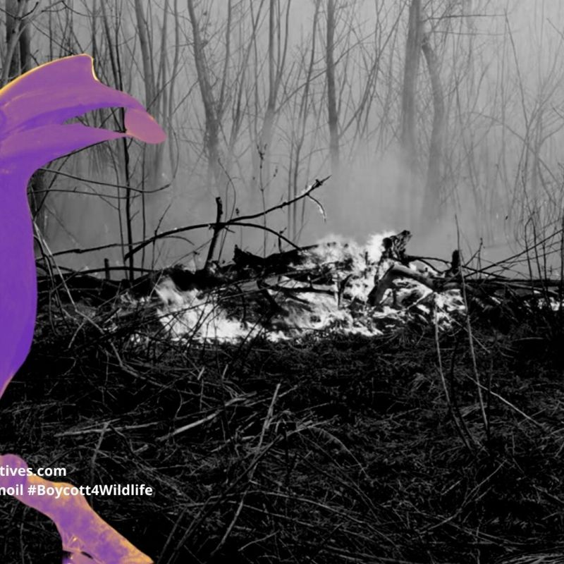 Sulu Hornbill Anthracoceros&nbsp;montani