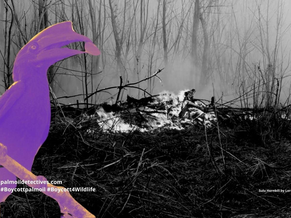 Sulu Hornbill Anthracoceros&nbsp;montani