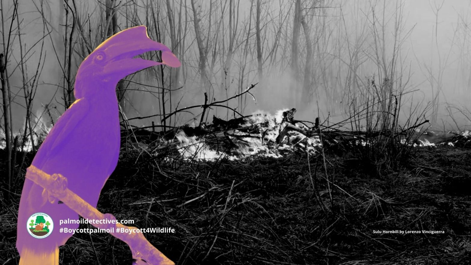 Sulu Hornbill Anthracoceros montani