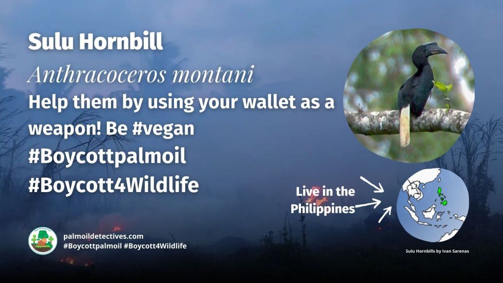 Sulu Hornbill Anthracoceros montani #Boycottpalmoil #Boycott4Wildlife