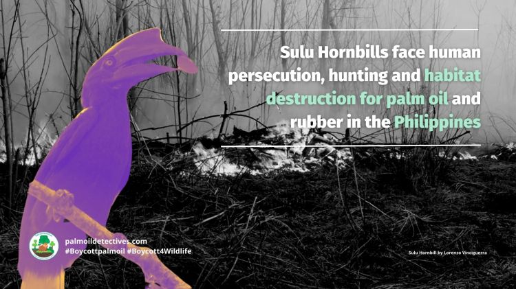 Sulu Hornbill Anthracoceros montani threats