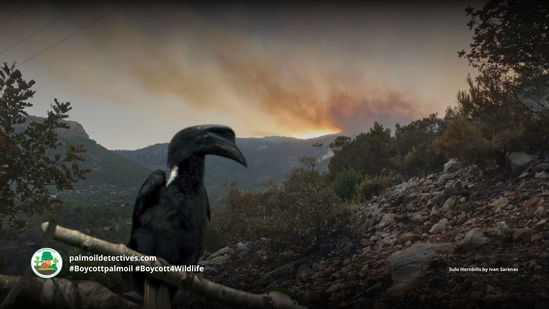 Sulu Hornbill Anthracoceros montani