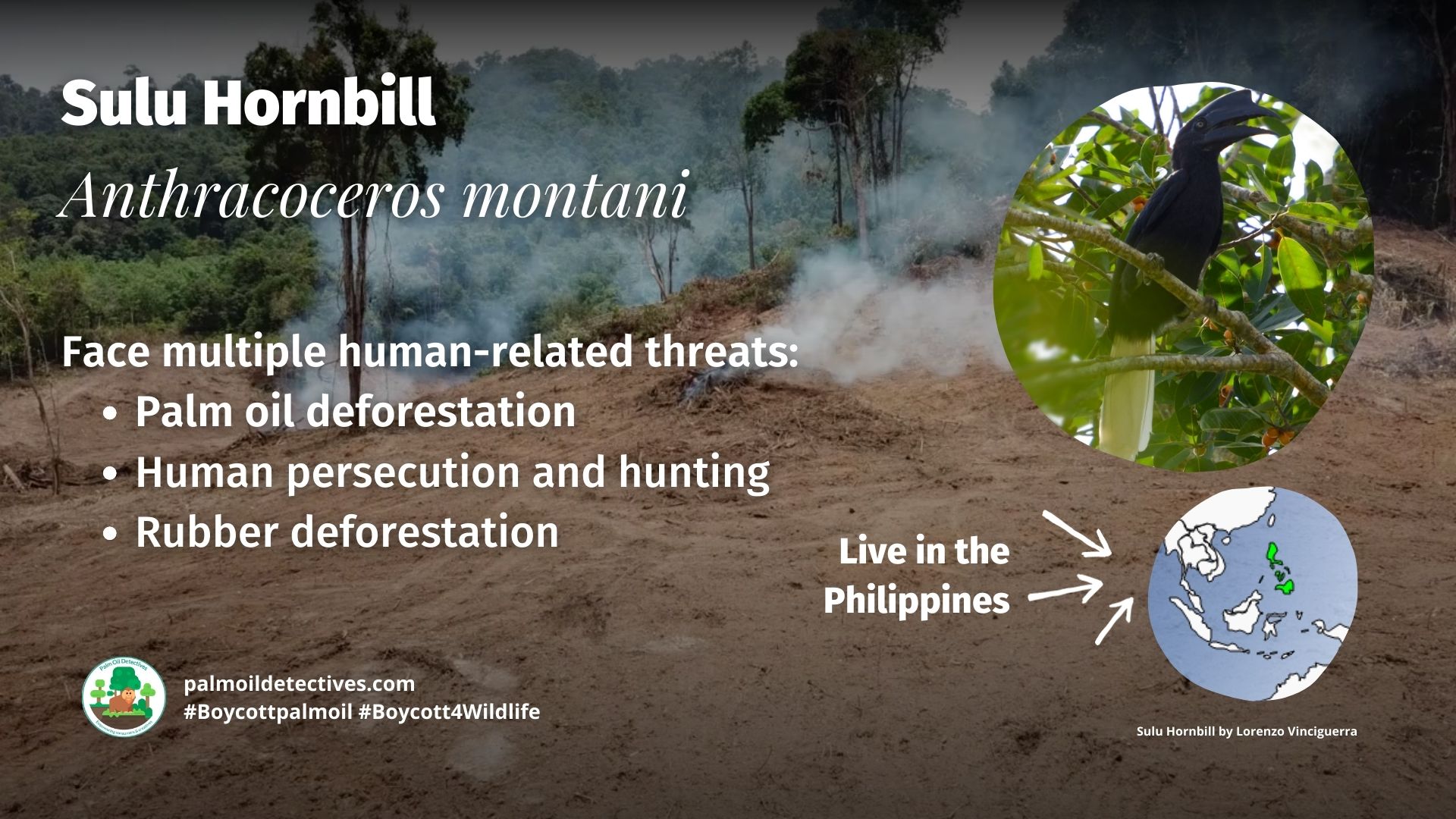 Sulu Hornbill Anthracoceros montani threats