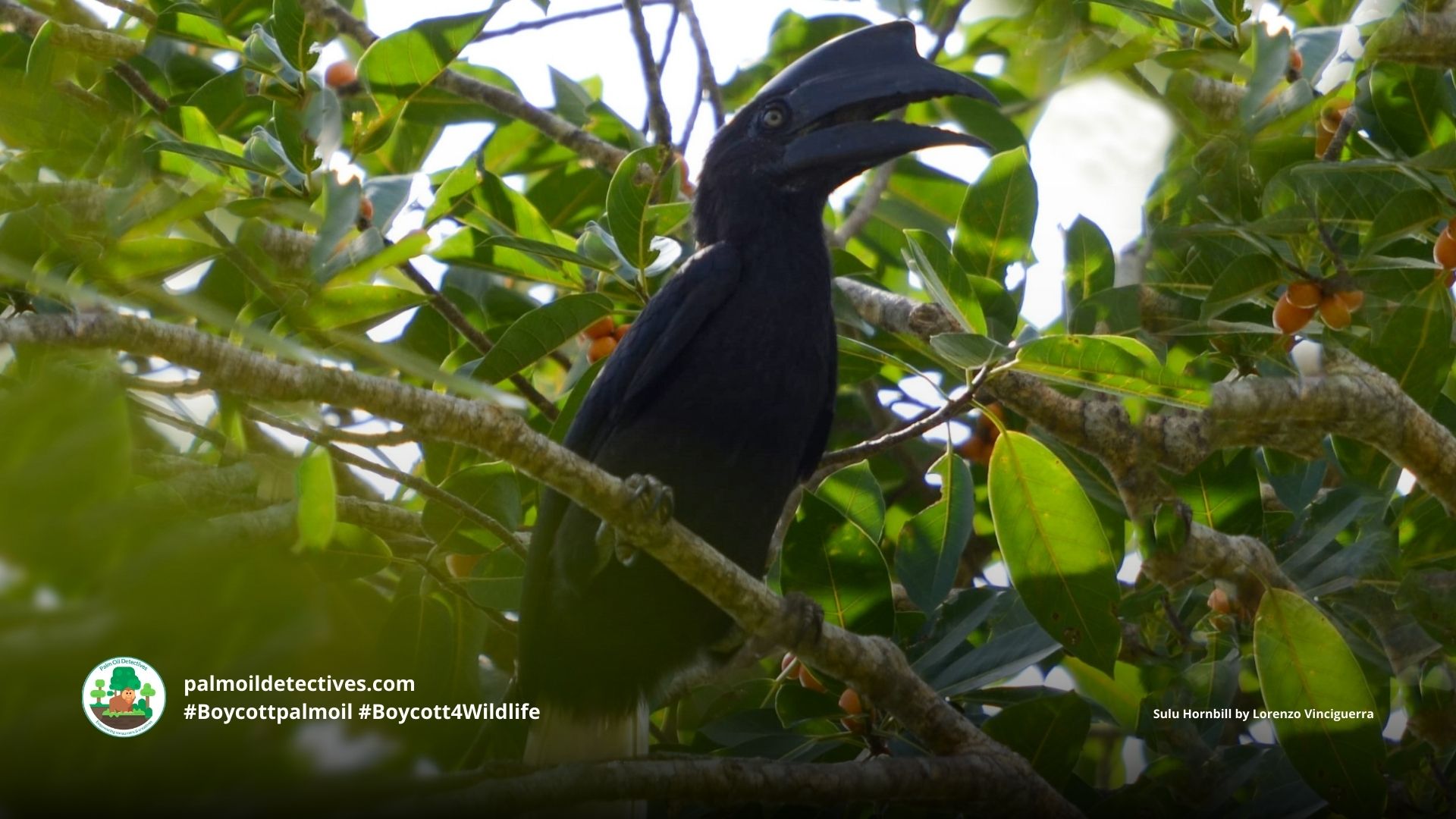 Sulu Hornbill Anthracoceros montani
