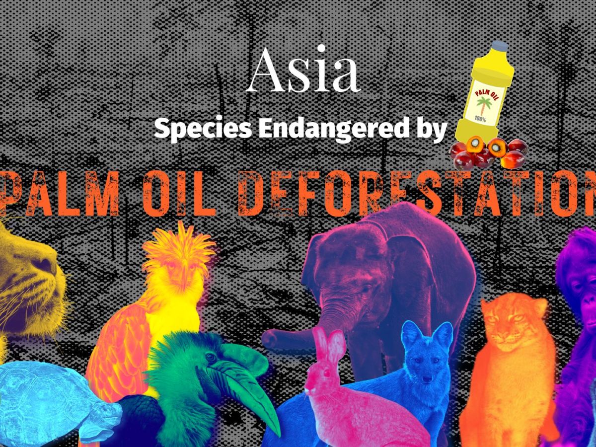 Asia: Species Endangered by Palm Oil&nbsp;Deforestation