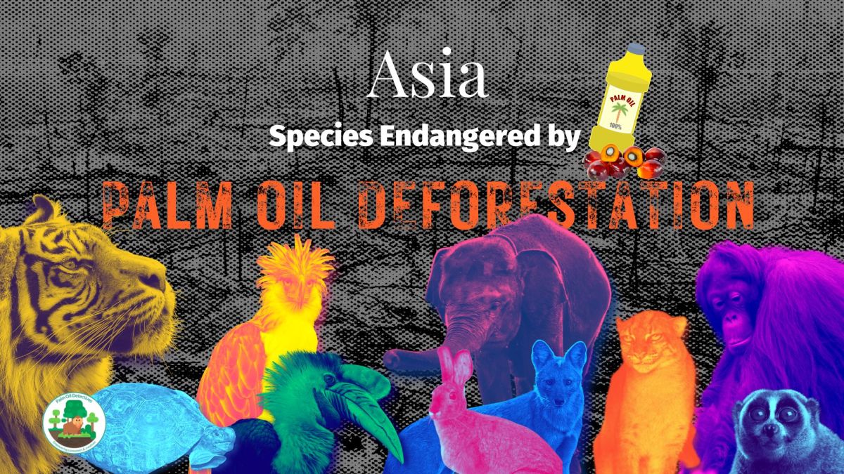 Asia: Species Endangered by Palm Oil&nbsp;Deforestation