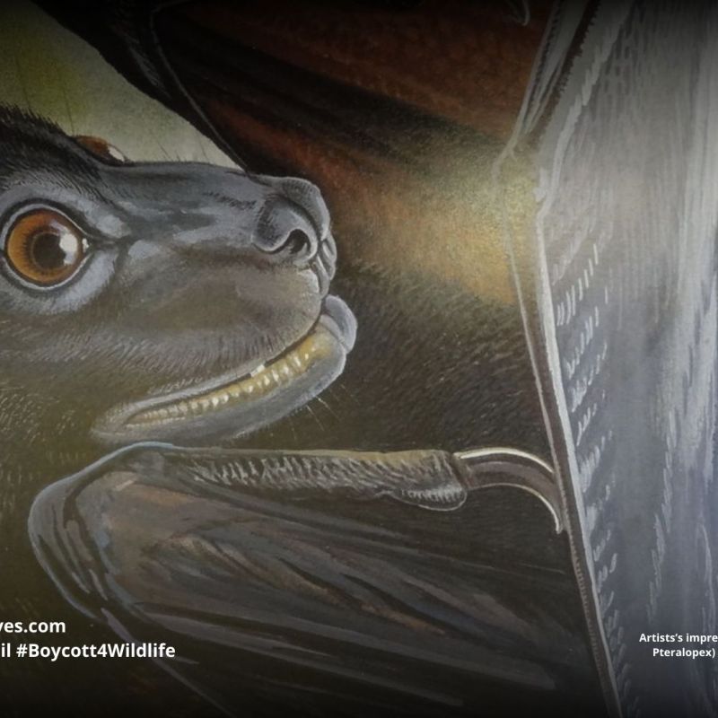 Bougainville Monkey-faced Bat Pteralopex&nbsp;anceps