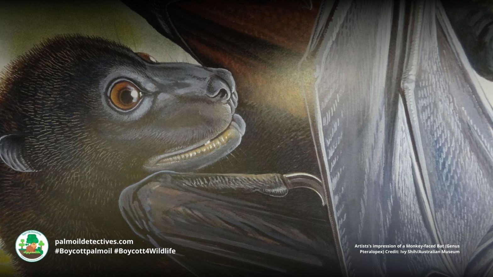 Bougainville Monkey-faced Bat Pteralopex anceps - Papua 1.jpg Bougainville Monkey-faced Bat Pteralopex anceps - Papua New Guinea and Solomon Islands - #Boycottpalmoil #Boycott4Wildlife