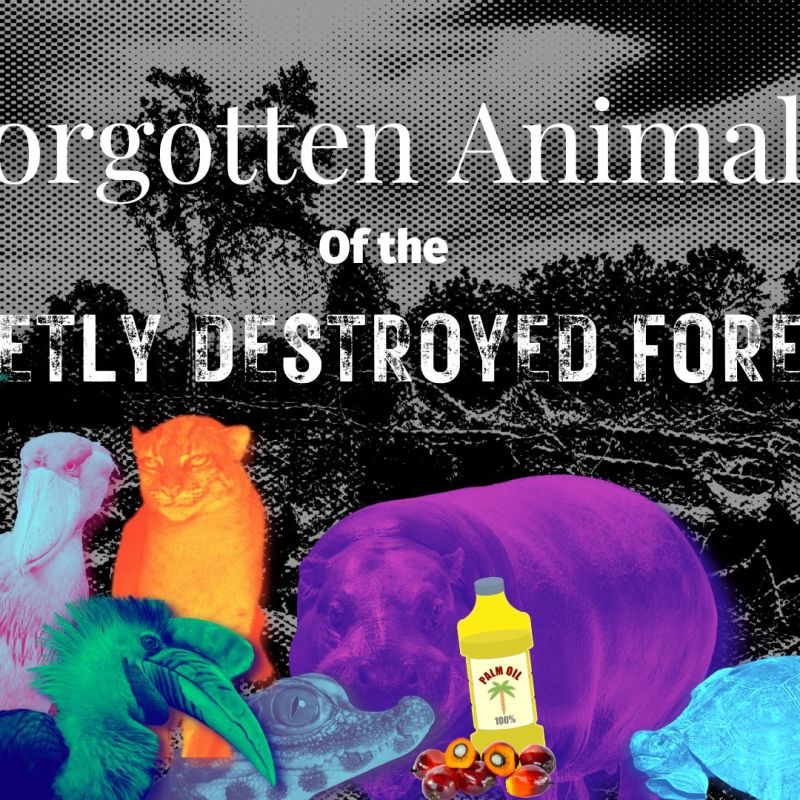 Forgotten Animals of Secretly Destroyed&nbsp;Forests
