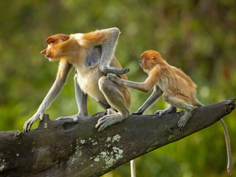 The nose is considerably smaller in female proboscis monkeys. Milan Zygmunt/Shutterstock