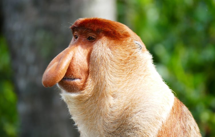 Proboscis monkey side view with a large nose Slavianin/Shutterstock