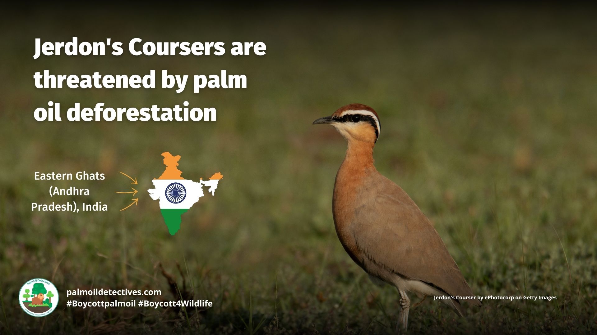 Jerdon's Courser Rhinoptilus bitorquatus threatened by palm oil 