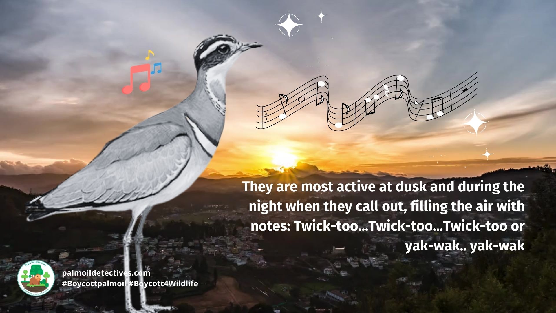 Jerdon's Courser Rhinoptilus bitorquatus