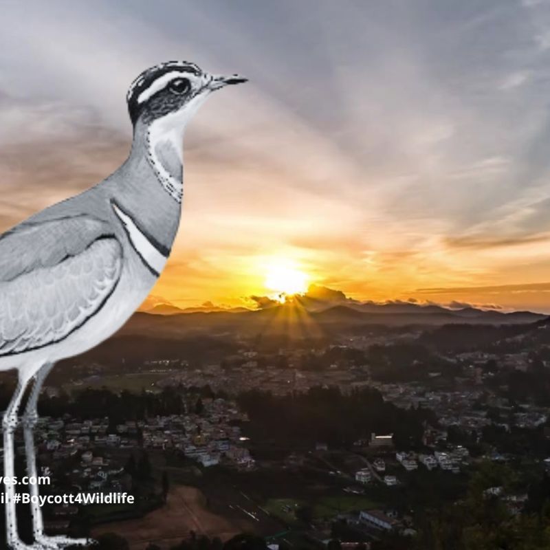 Jerdon’s Courser Rhinoptilus&nbsp;bitorquatus