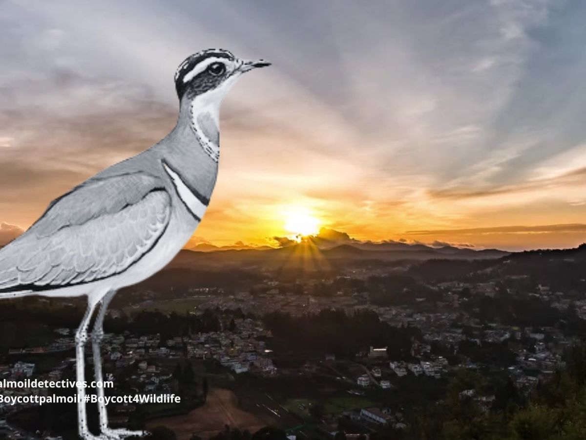 Jerdon’s Courser Rhinoptilus&nbsp;bitorquatus