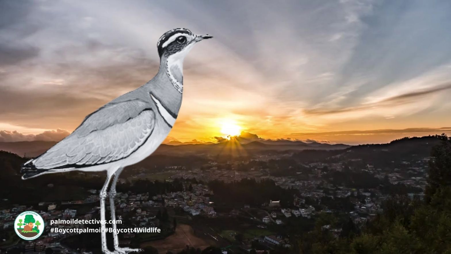 Jerdon's Courser Rhinoptilus bitorquatus