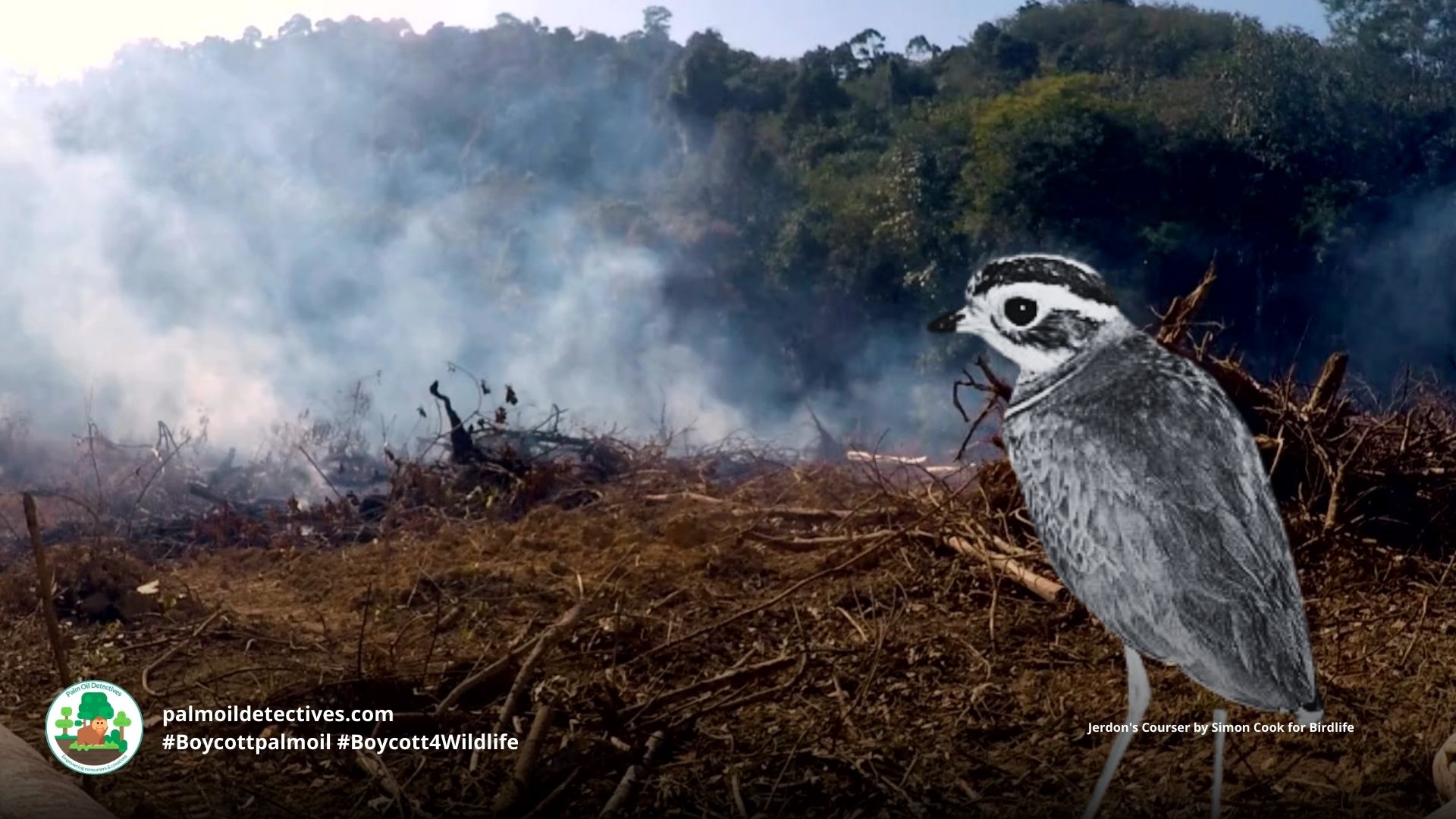 Jerdon's Courser Rhinoptilus bitorquatus