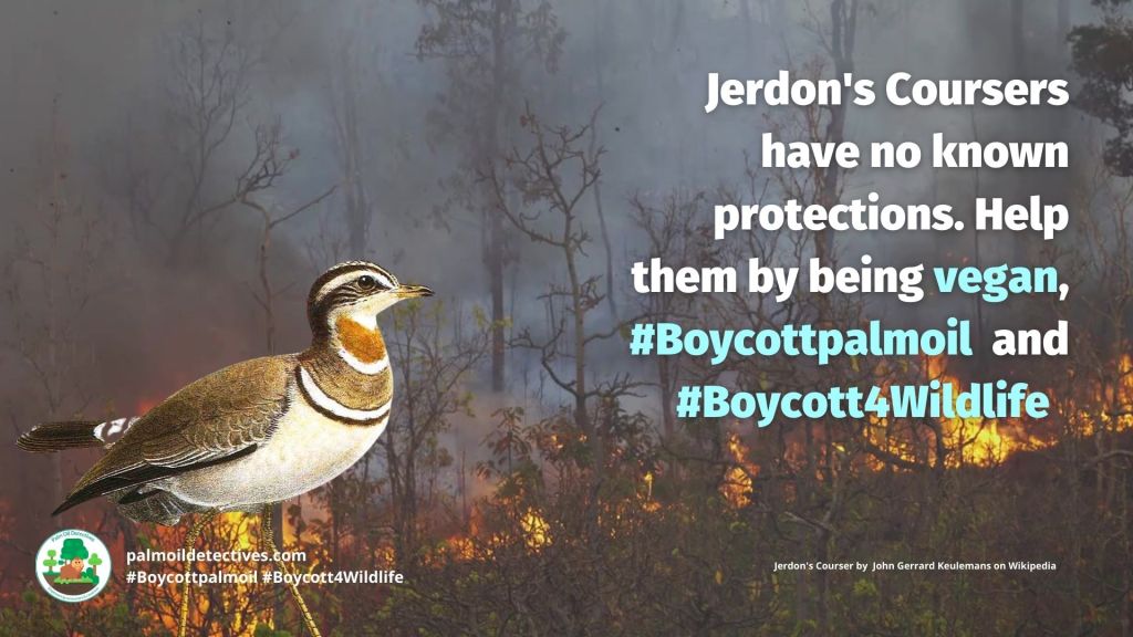 Jerdon's Courser Rhinoptilus bitorquatus threatened by palm oil