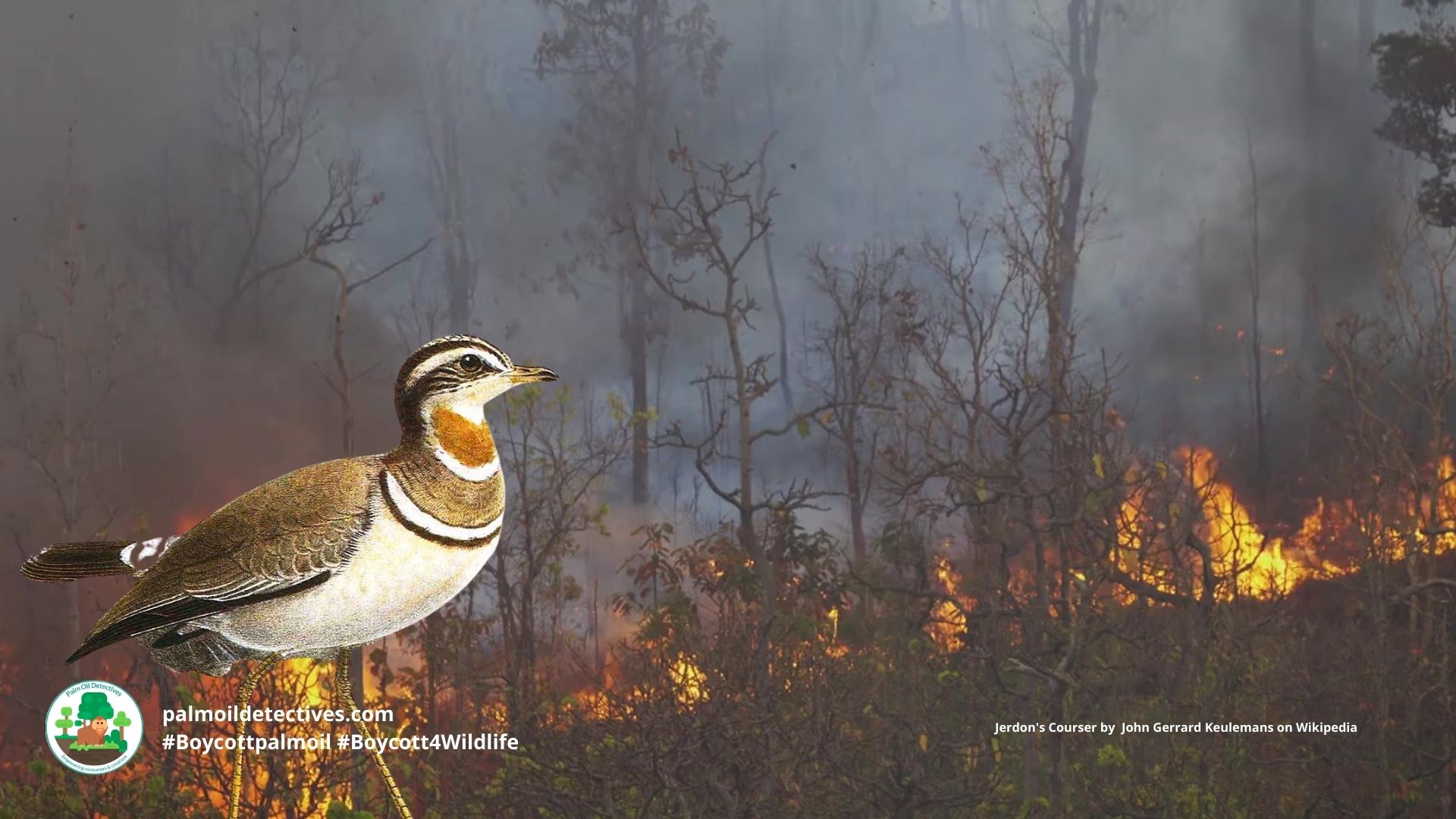 Jerdon's Courser Rhinoptilus bitorquatus