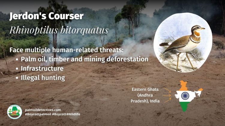 Jerdon's Courser Rhinoptilus bitorquatus threatened by palm oil